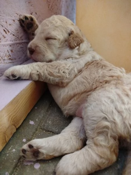 Cuccioli di Lagotto Romagnolo con pedigree  | Foto 3