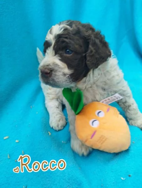 Cuccioli di Lagotto Romagnolo con pedigree  | Foto 1