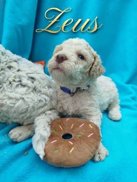 Cuccioli di Lagotto Romagnolo con pedigree  | Foto 0