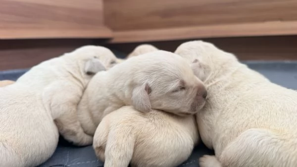 cuccioli di labrador