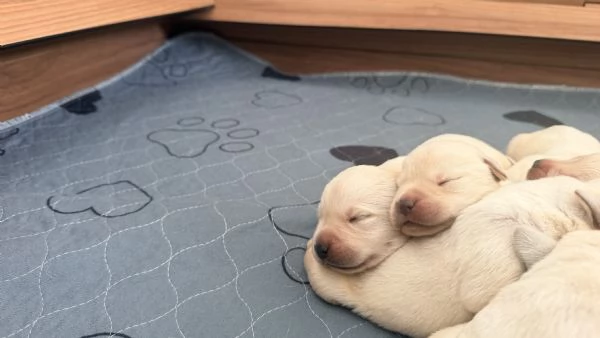 cuccioli di labrador | Foto 1