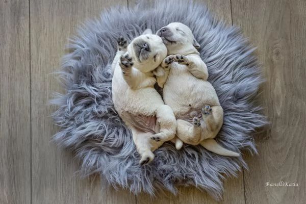 cuccioli di labrador | Foto 0