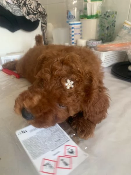 Vendo Cucciola di Barboncino Toy Red