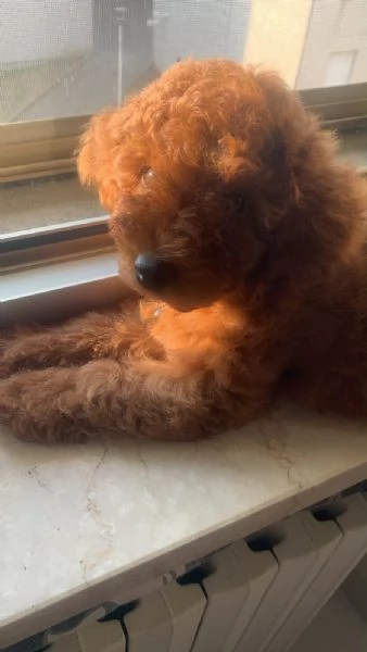 Vendo Cucciola di Barboncino Toy Red | Foto 1