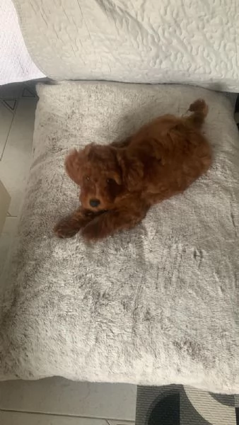 Vendo Cucciola di Barboncino Toy Red | Foto 0