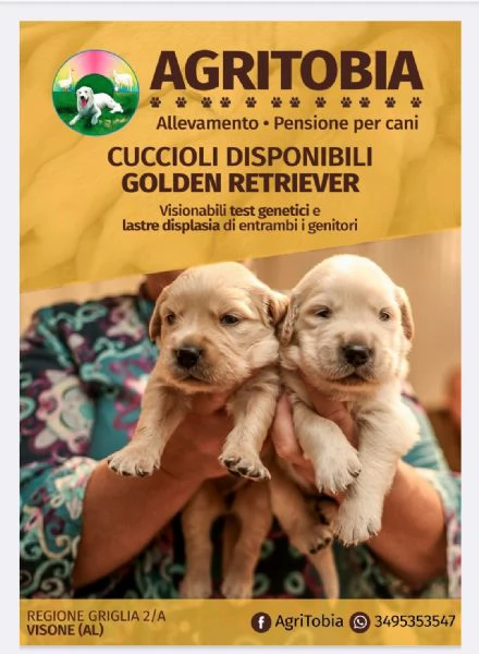 Golden retriever 