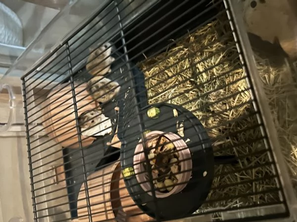 Regalo criceto 