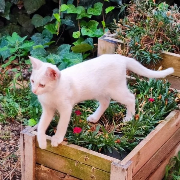 NUVOLA, gattino interamente bianco, CERCA CASA