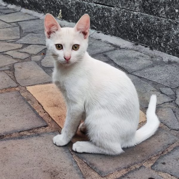 NUVOLA, gattino interamente bianco, CERCA CASA | Foto 2