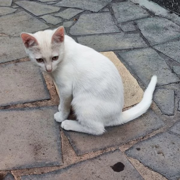 NUVOLA, gattino interamente bianco, CERCA CASA | Foto 1
