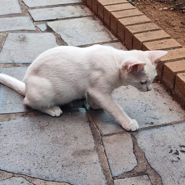 NUVOLA, gattino interamente bianco, CERCA CASA | Foto 0