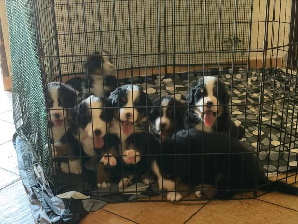 Bovaro del  Bernese 