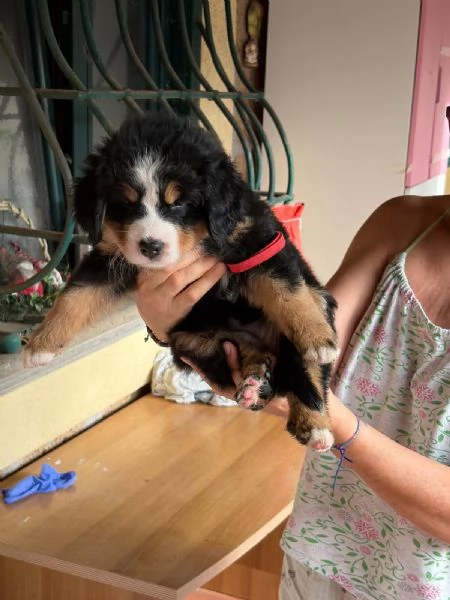 Bovaro del  Bernese  | Foto 6