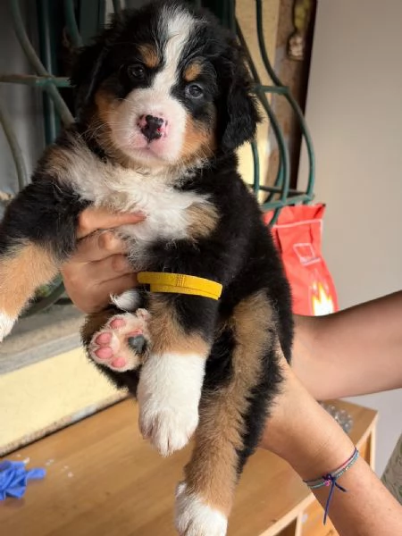 Bovaro del  Bernese  | Foto 5