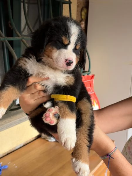 Bovaro del  Bernese  | Foto 4