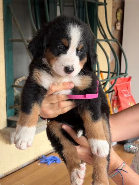 Bovaro del  Bernese  | Foto 3