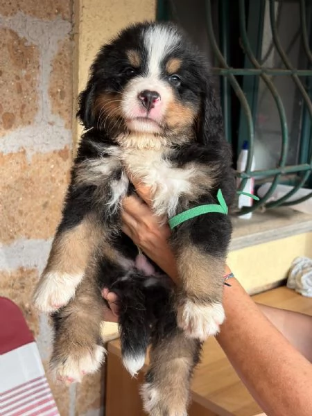 Bovaro del  Bernese  | Foto 2