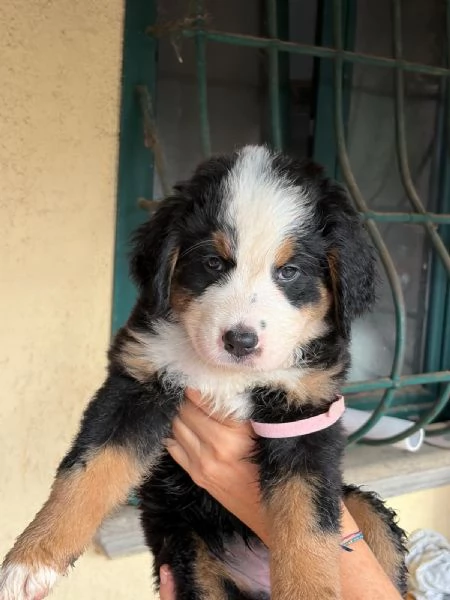 Bovaro del  Bernese  | Foto 1