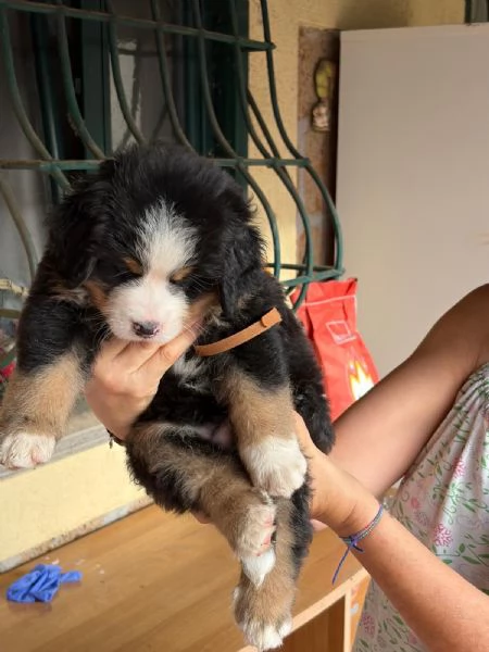 Bovaro del  Bernese  | Foto 0