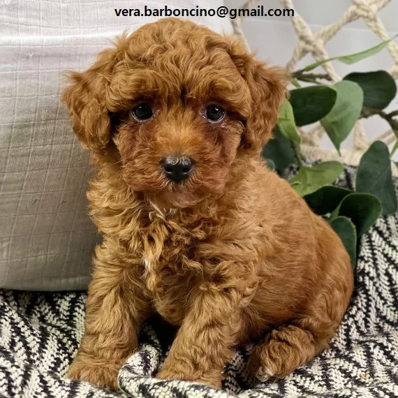 Cuccioli di barboncino nano disponibili con microchip, vaccinati, sverminati e con pedigree enci . c