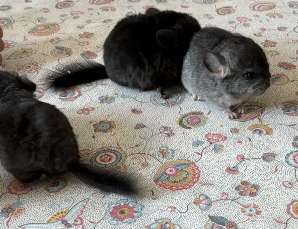Cuccioli di Cincilla'