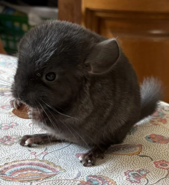 Cuccioli di Cincilla' | Foto 4