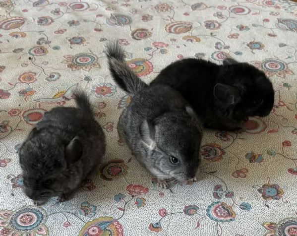 Cuccioli di Cincilla' | Foto 3