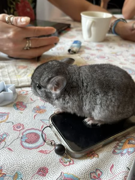 Cuccioli di Cincilla' | Foto 2
