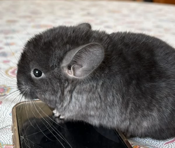 Cuccioli di Cincilla' | Foto 1