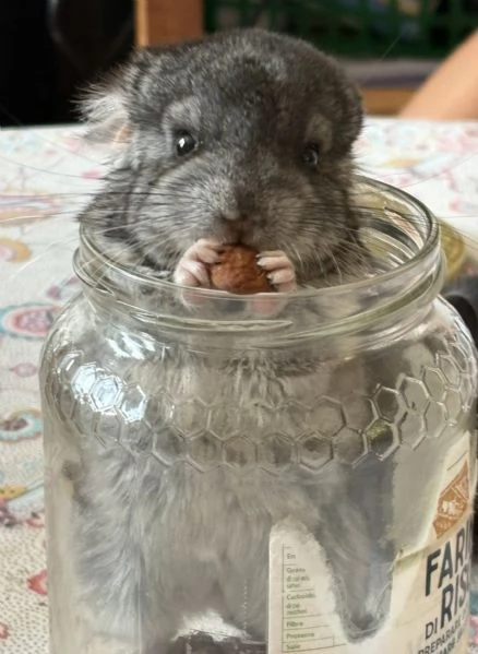 Cuccioli di Cincilla' | Foto 0