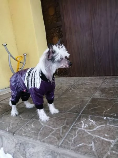 CHINESE CRESTED CUCCIOLI