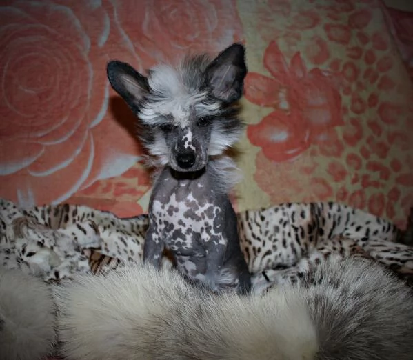 CHINESE CRESTED CUCCIOLI | Foto 0