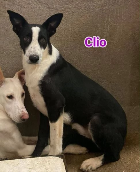 ADOZIONE URGENTE - 9 MESI | Foto 0