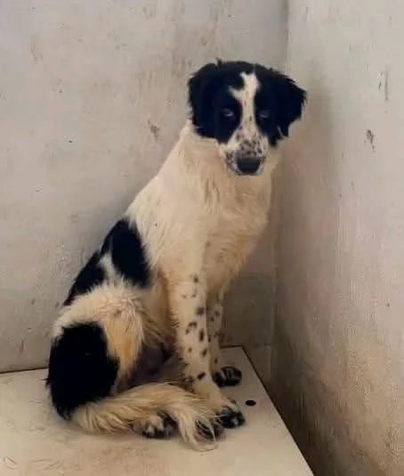 ADOZIONE URGENTE - 9 MESI