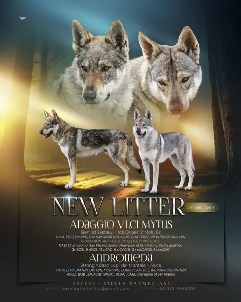 Cuccioli Lupo Cecoslovacco