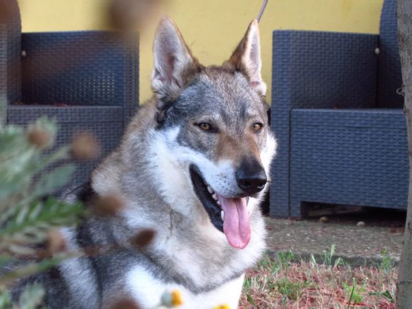 Cuccioli Lupo Cecoslovacco | Foto 1