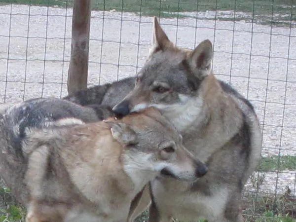 Cuccioli Lupo Cecoslovacco | Foto 0