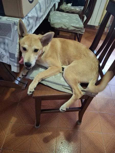 Cucciola madre husky | Foto 0