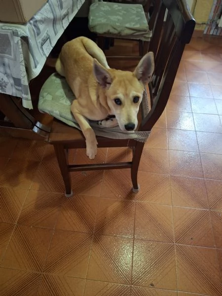 Cucciola madre husky