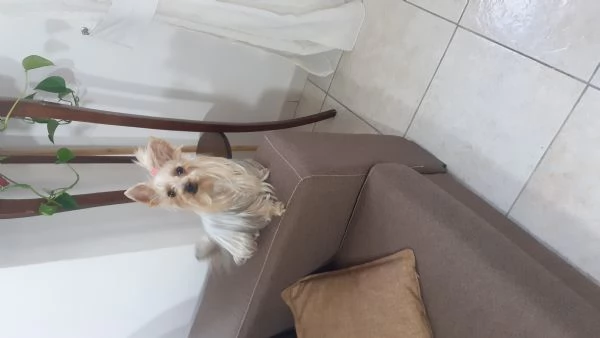 Cerco cucciolo/giovane meticcio bianco e nero da adottare