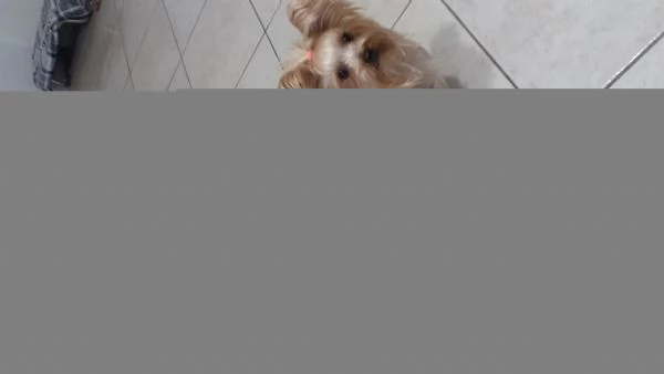 Cerco cucciolo/giovane meticcio bianco e nero da adottare | Foto 0
