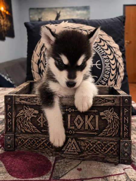 CUCCIOLI DI ALASKAN MALAMUTE ROMA | Foto 7