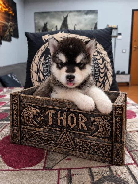 CUCCIOLI DI ALASKAN MALAMUTE ROMA | Foto 6