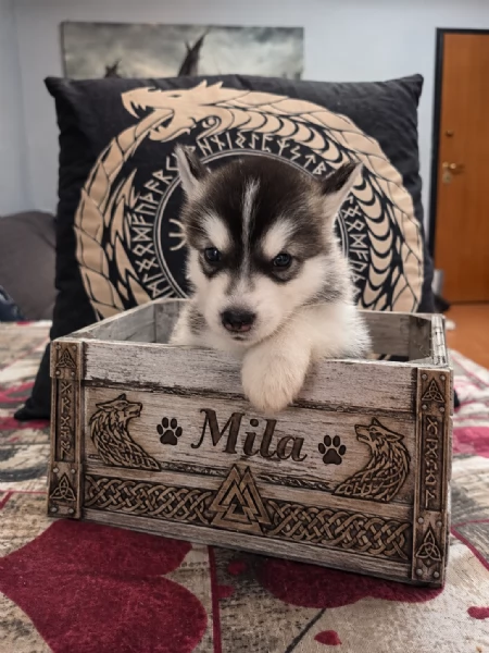 CUCCIOLI DI ALASKAN MALAMUTE ROMA | Foto 5