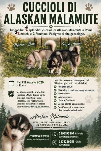 CUCCIOLI DI ALASKAN MALAMUTE ROMA