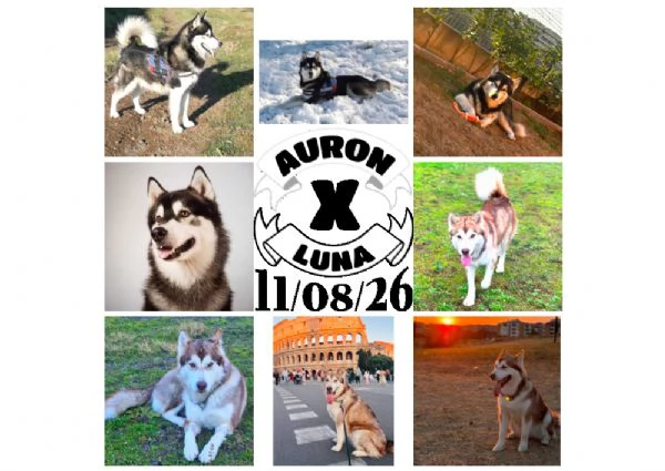 CUCCIOLI DI ALASKAN MALAMUTE ROMA | Foto 3