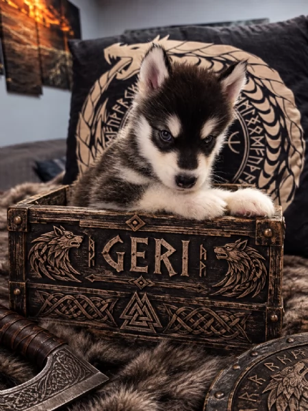 CUCCIOLI DI ALASKAN MALAMUTE ROMA | Foto 2