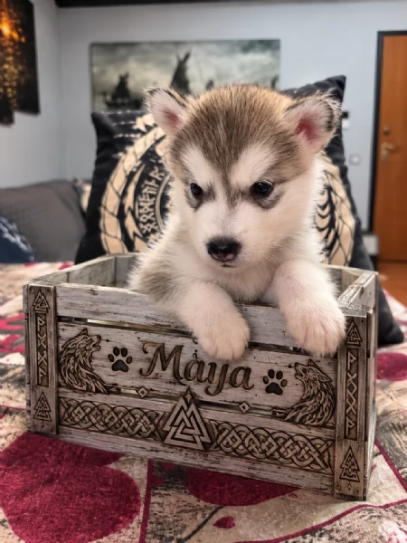 CUCCIOLI DI ALASKAN MALAMUTE ROMA | Foto 1