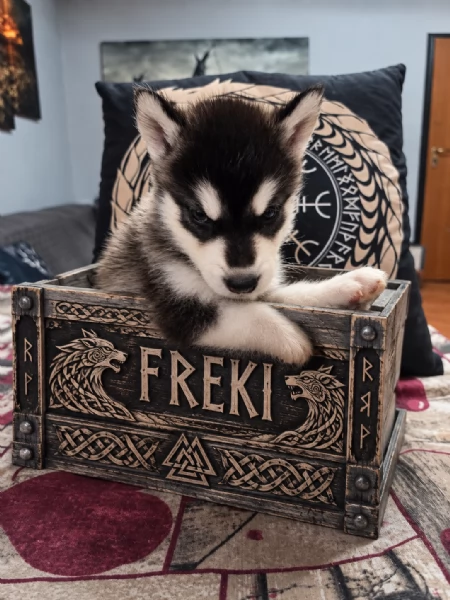 CUCCIOLI DI ALASKAN MALAMUTE ROMA | Foto 0