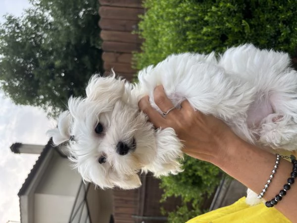 cuccioli maltese